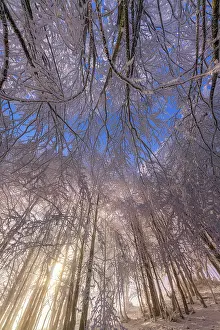 Storms: Beech forest after a snow squall, Massif du Grand