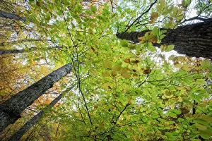 Picos: Beech forest, Soto Sajambre, Picos de Europa Regional