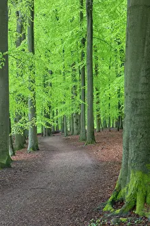Beech: Beech forest spring 29