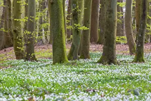 Mecklenburg: Beech Forest spring