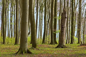 Mecklenburg: Beech Forest spring