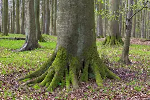 Mecklenburg: Beech Forest spring