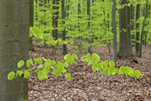 Beech: Beech forest spring