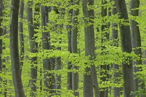 Beech: Beech forest spring