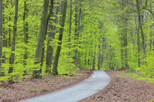 Street: Beech forest spring