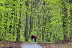 Street: Beech forest spring