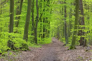 Street: Beech forest spring
