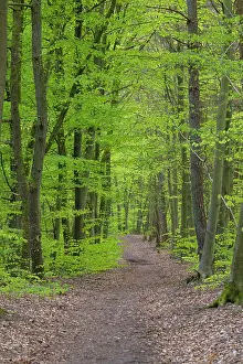 Street: Beech forest spring