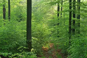 Spessart: Beech Forest in Spring, Fagus sylvatica, Spessart
