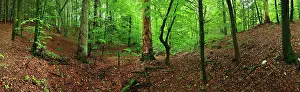 Sylvtica: Beech forest summer