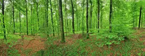 Sylvtica: Beech forest summer