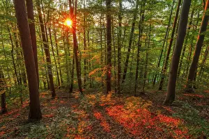 Sunrays: Beech forest - last sunrays of the day penetrating a beech f