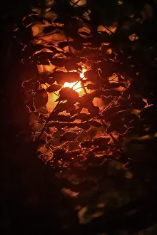 Sunrays: Beech forest - last sunrays of the day penetrating a beech f