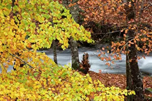 Picos: Beech forest, Trapa Valley, Picos de Europa Regional