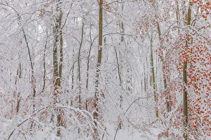 Thick: Beech forest winter - thick by snow covered beech trees in a