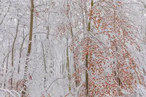 Thick: Beech forest winter - thick by snow covered beech trees in a