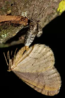 Hanging: Beech frost moth male and female mating hanging