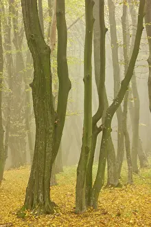 Hornbeam: Beech and hornbeam woodland in the mist