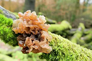 Pura: Beech Jellydisc Fungi - Autumn