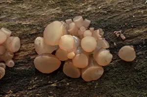 Beeches: Beech Jellydisc, Neobulgaria pura, growing on fallen