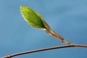 Leafs: Beech leafIs bud