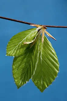 Sylvaticus: Beech - leaves