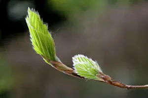 Sylvaticus: Beech - leaves & buds