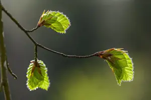130319: Beech leaves - freshly sprouted leaves of a red