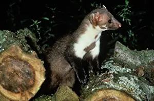 Martens: Beech Marten