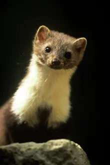 Martens: Beech Marten