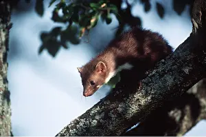 Marten: Beech MARTEN