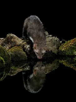 Martens: Beech Marten adult drinking water with reflection