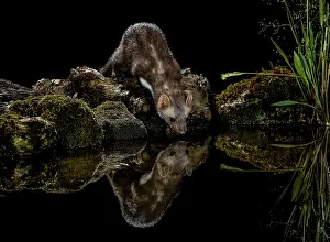 Martens: Beech Marten adult drinking water with reflection