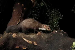 Martens: Beech Marten adult on top of a log