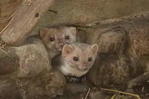 Martens: Beech marten (Martes foina)