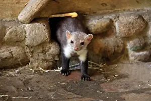 Martes: Beech marten (Martes foina), adult, on burrow, alert