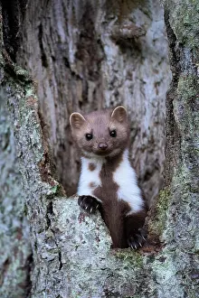 Martes: Beech marten (Martes foina), Bitburg, Rhineland-