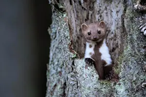 Martes: Beech marten (Martes foina), Bitburg, Rhineland-