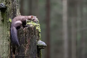 Martes: Beech marten (Martes foina), Bitburg, Rhineland-