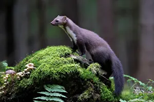 Martes: Beech marten (Martes foina), Bitburg, Rhineland-