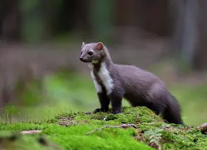 Martes: Beech marten (Martes foina), Bitburg, Rhineland-