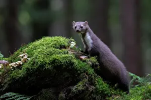 Martes: Beech marten (Martes foina), Bitburg, Rhineland-