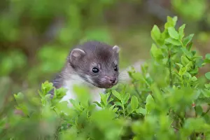 Martes: Beech marten (Martes foina), puppy looks over bushes