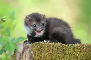 Martes: Beech marten (Martes Foina), puppy sits on a tree