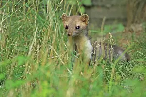 Martes: Beech marten (Martes foina), Warstein, North Rhine-Westphali