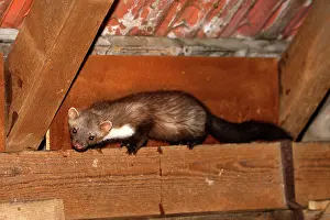 Martens: Beech Marten /Stone Marten