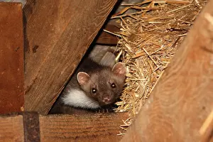 Martens: Beech Marten / Stone Marten
