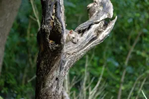 Mustelidae: Beech Marten; (Stone Marten)