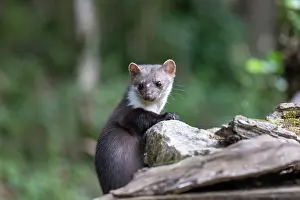 Mustelidae: Beech Marten; (Stone Marten)