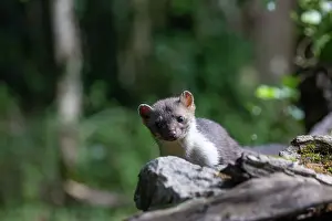 Mustelidae: Beech Marten; (Stone Marten)